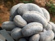 Mammillaria_egregia